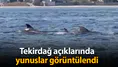 Tekirdağ açıklarında yunuslar görüntülendi