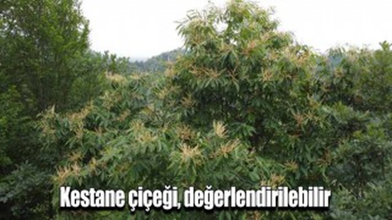 Kestane çiçeği, değerlendirilebilir