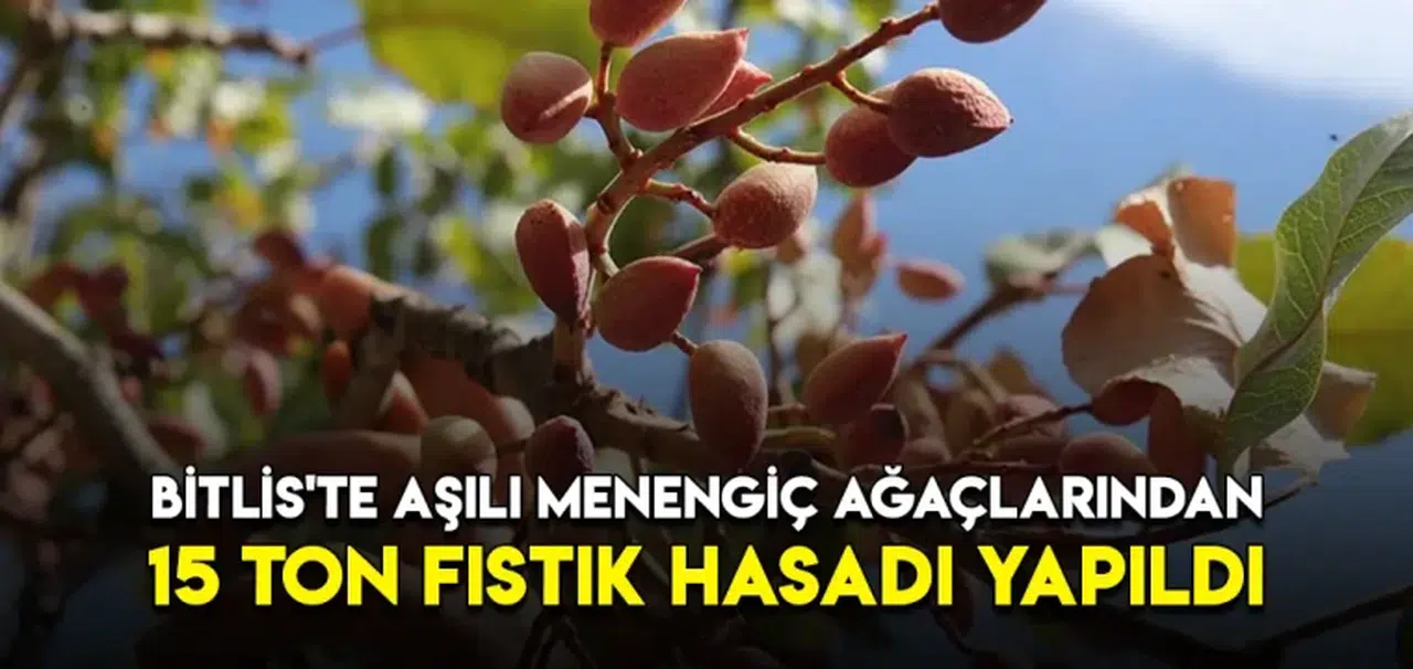 Bitlis'te aşılı menengiç ağaçlarından 15 ton fıstık hasadı yapıldı