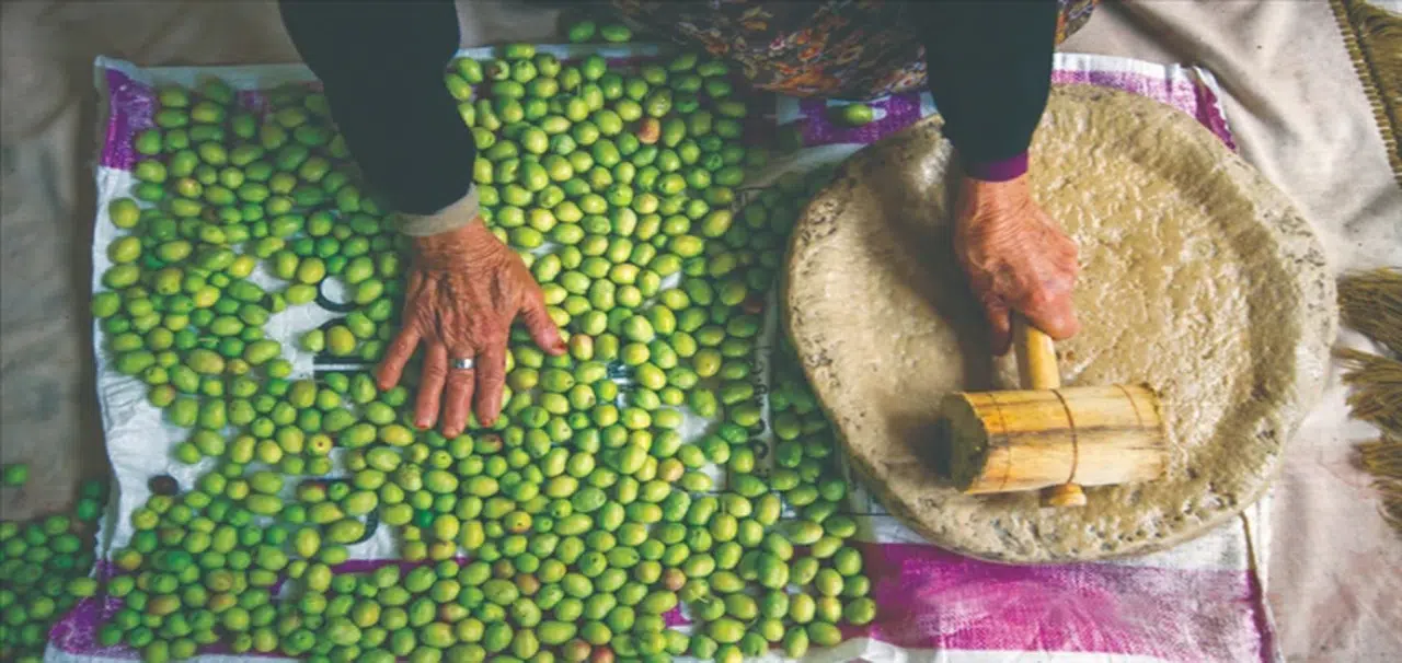 Zeytin yetiştiriciliği UNESCO listesine alındı