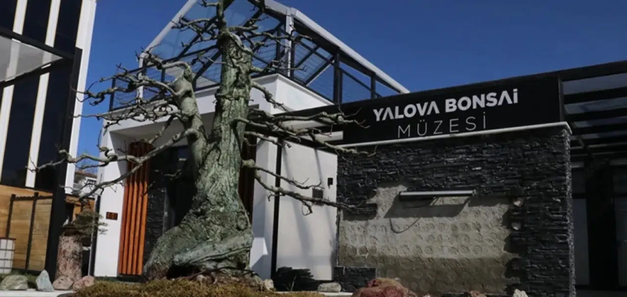 Avrupa'dan ödüllü bonsai müzesinde 2025 yılı hedefi 10 bin ziyaretçi