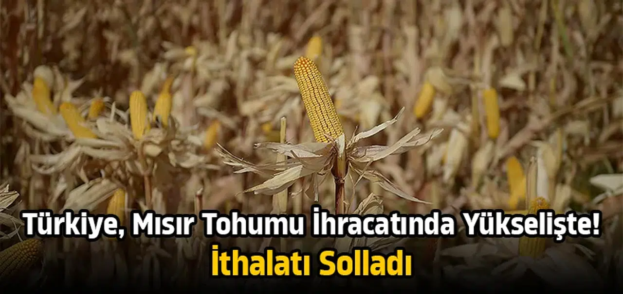 Türkiye, mısır tohumu ihracatında yükselişte! İthalatı solladı