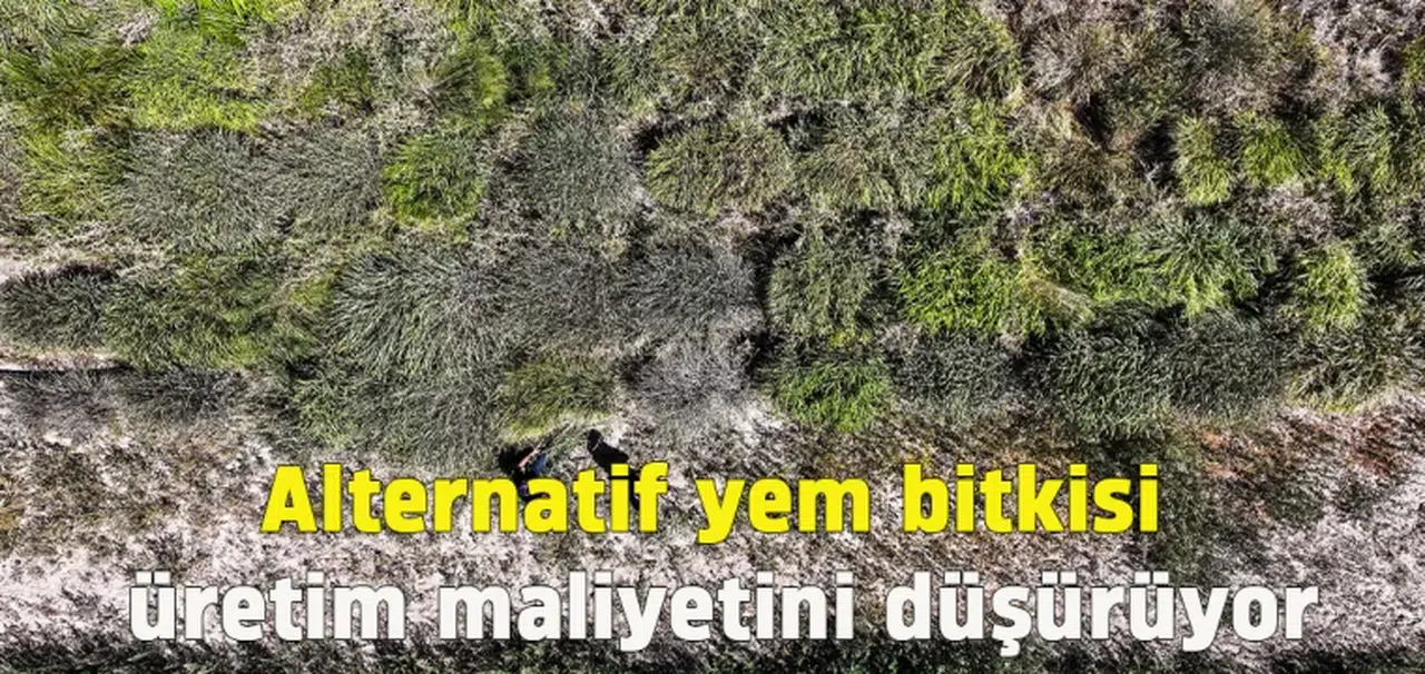 Alternatif yem bitkisi "dallı darı" su tüketimini ve üretim maliyetini düşürüyor