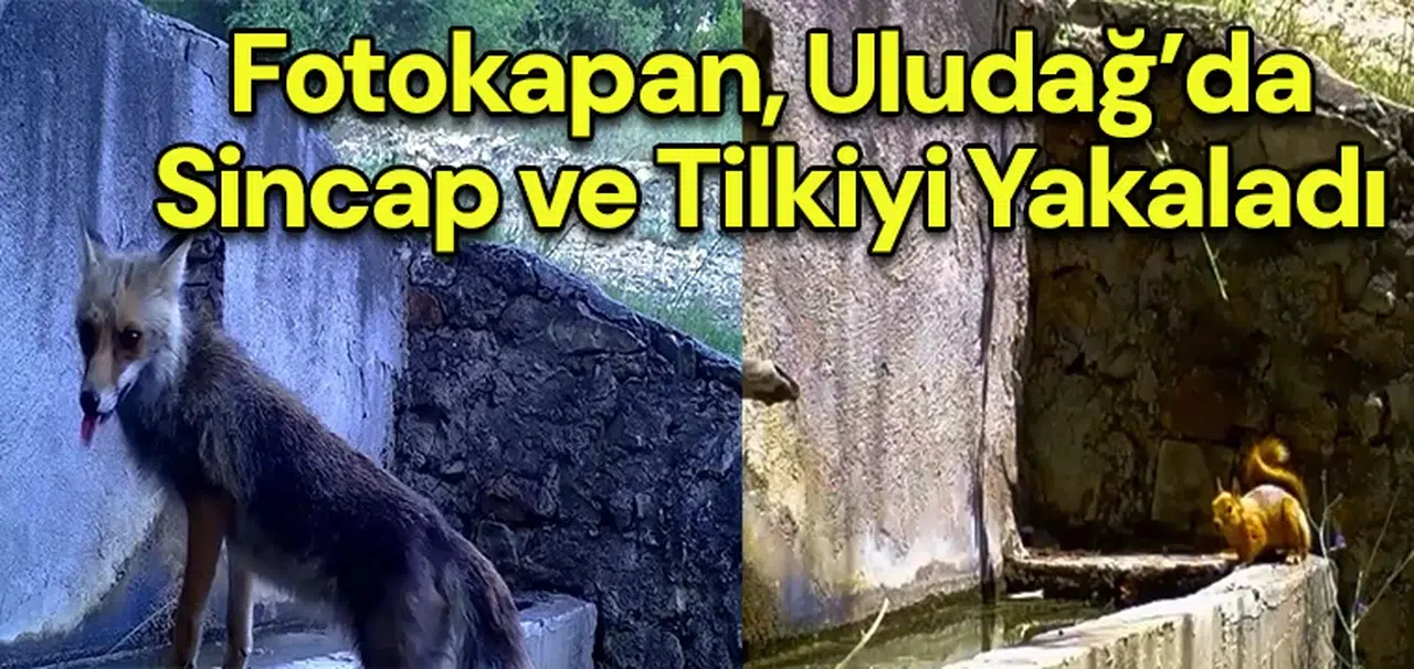 Fotokapan, Uludağ’da sincap ve tilkiyi yakaladı