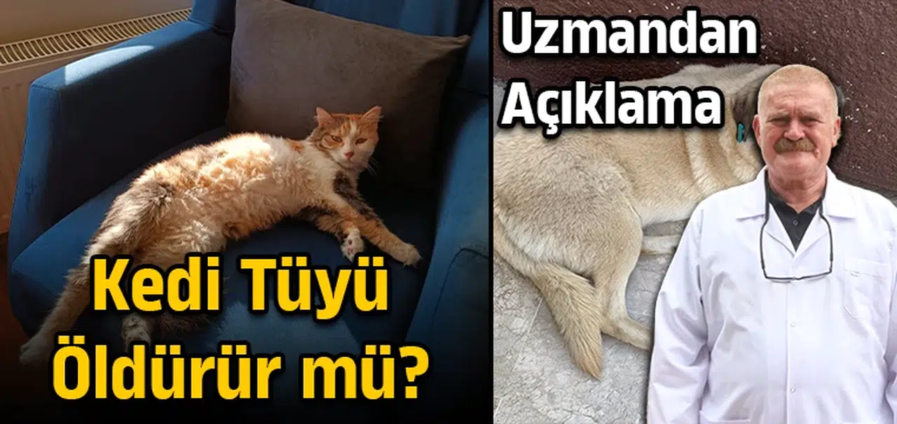 Kedi tüyü öldürür mü? Uzmandan açıklama