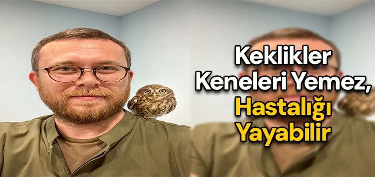 Keklikler Keneleri Yemez, Hastalığı Yayabilir