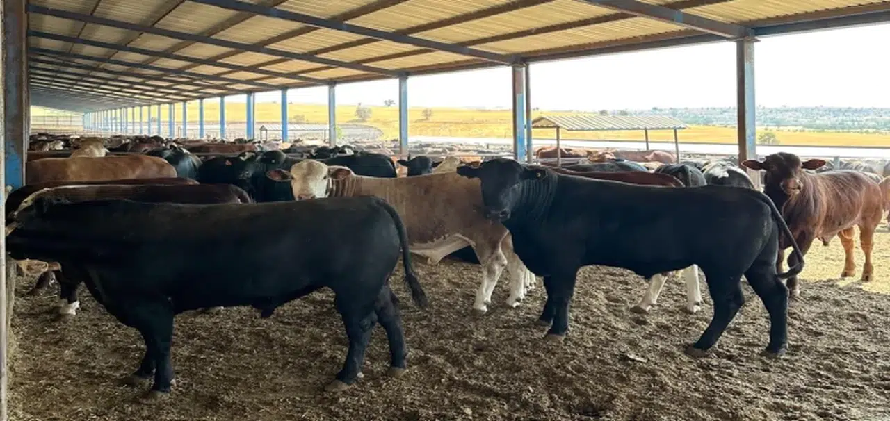 Konya'da hayvan sağlığında titiz çalışma: Müdürlük iş başında!