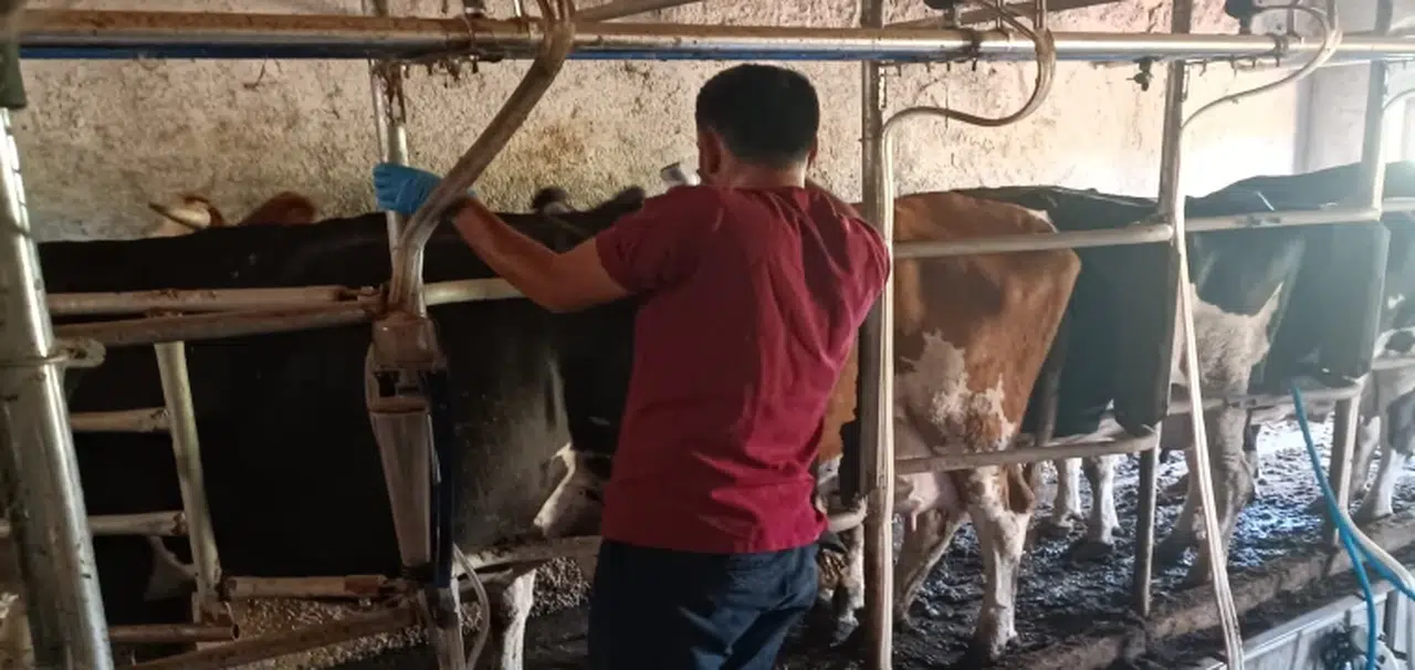 Konya'da şap alarmı: Ekipler sahaya indi!