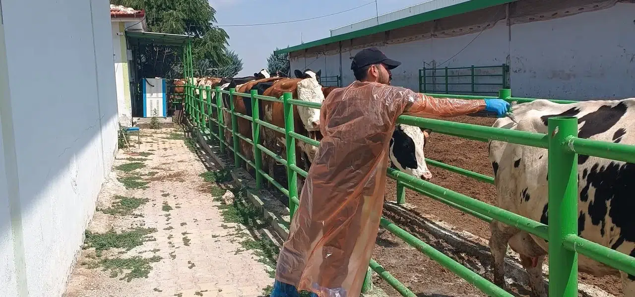 Konya'da şap ile mücadele devam ediyor! Ekipler sahada!