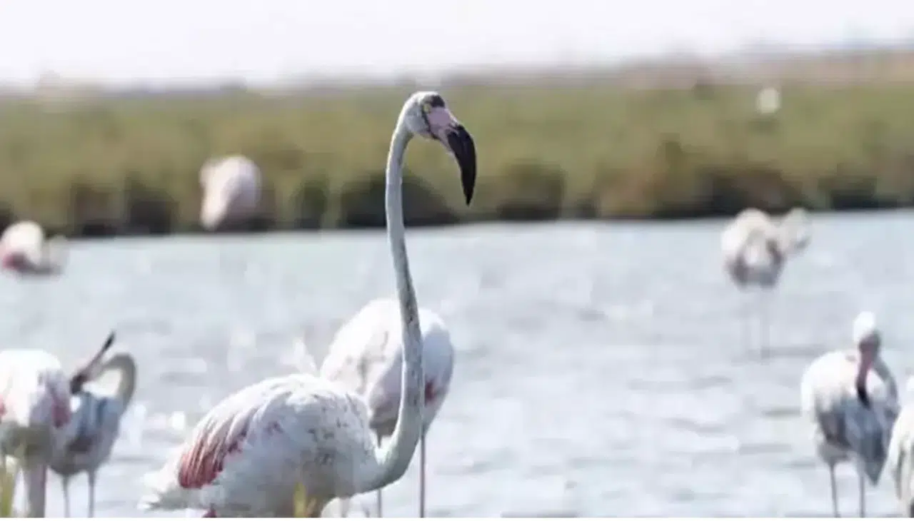 'Flamingo Yolu' turu