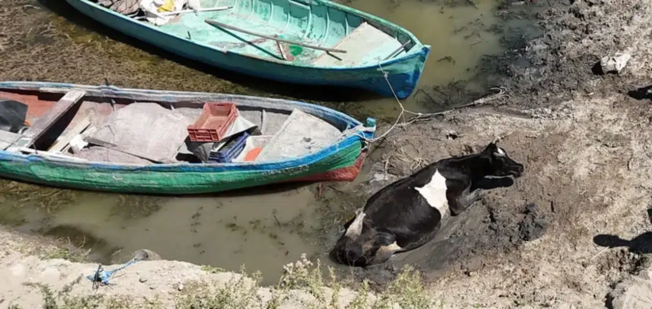 Çamura saplanan inek kurtarıldı