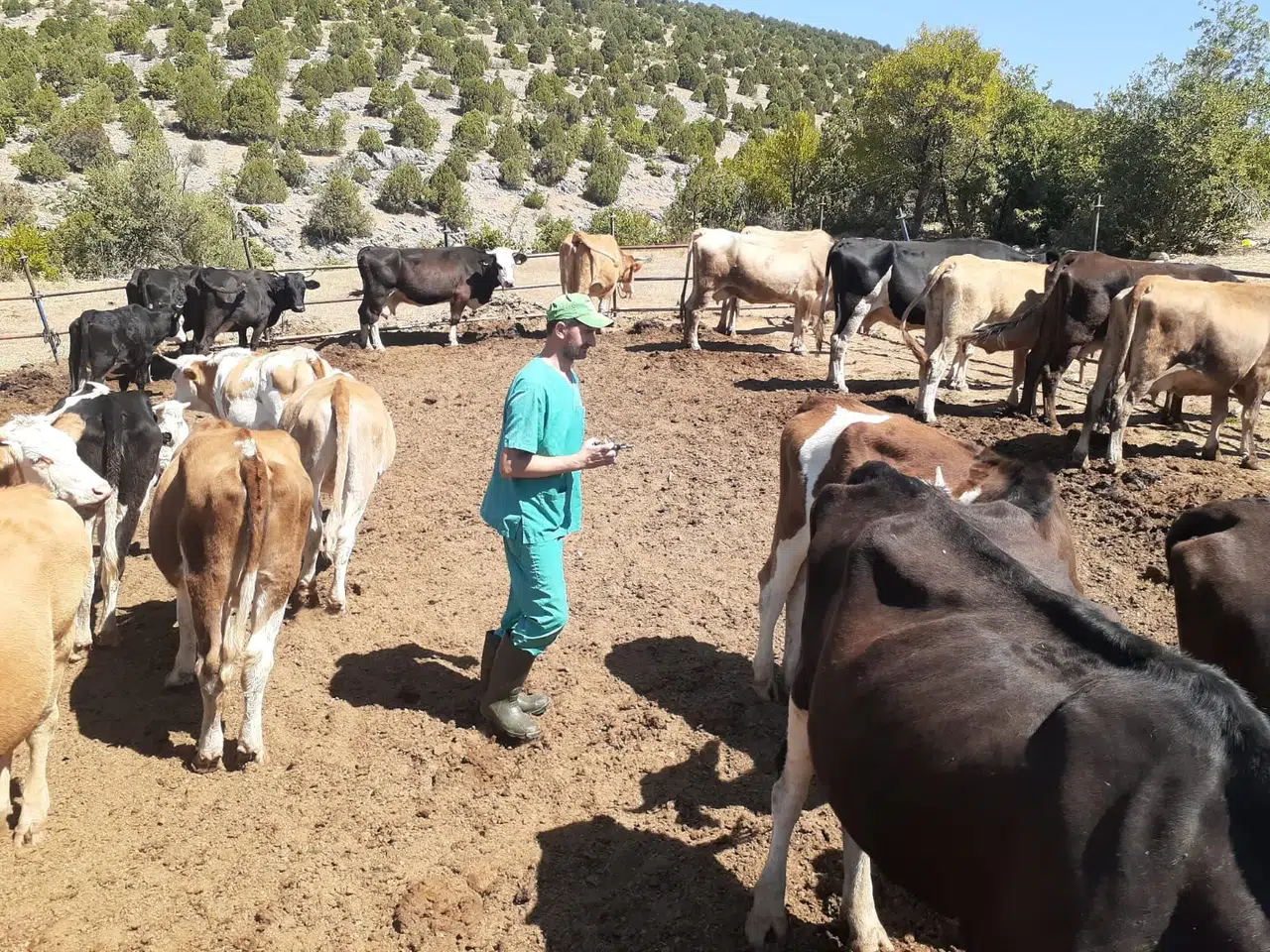 Konya'da ahırlarda mücadele sürüyor! Ekipler aşılama yapıyor