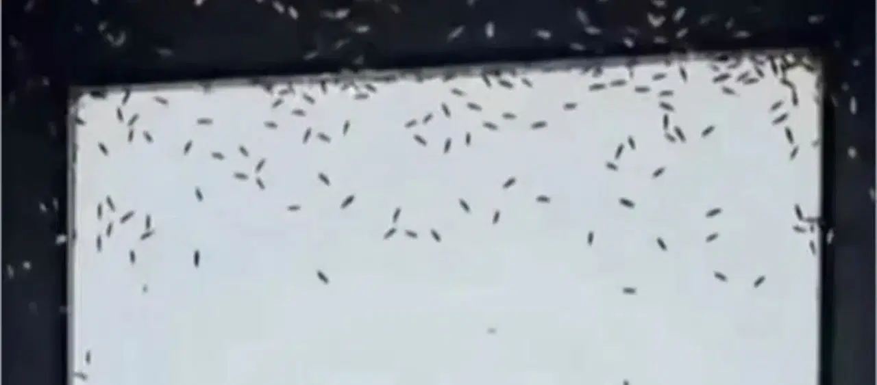 Sinekler Konya'yı istila etti! Belediye acil durum düğmesine bastı!