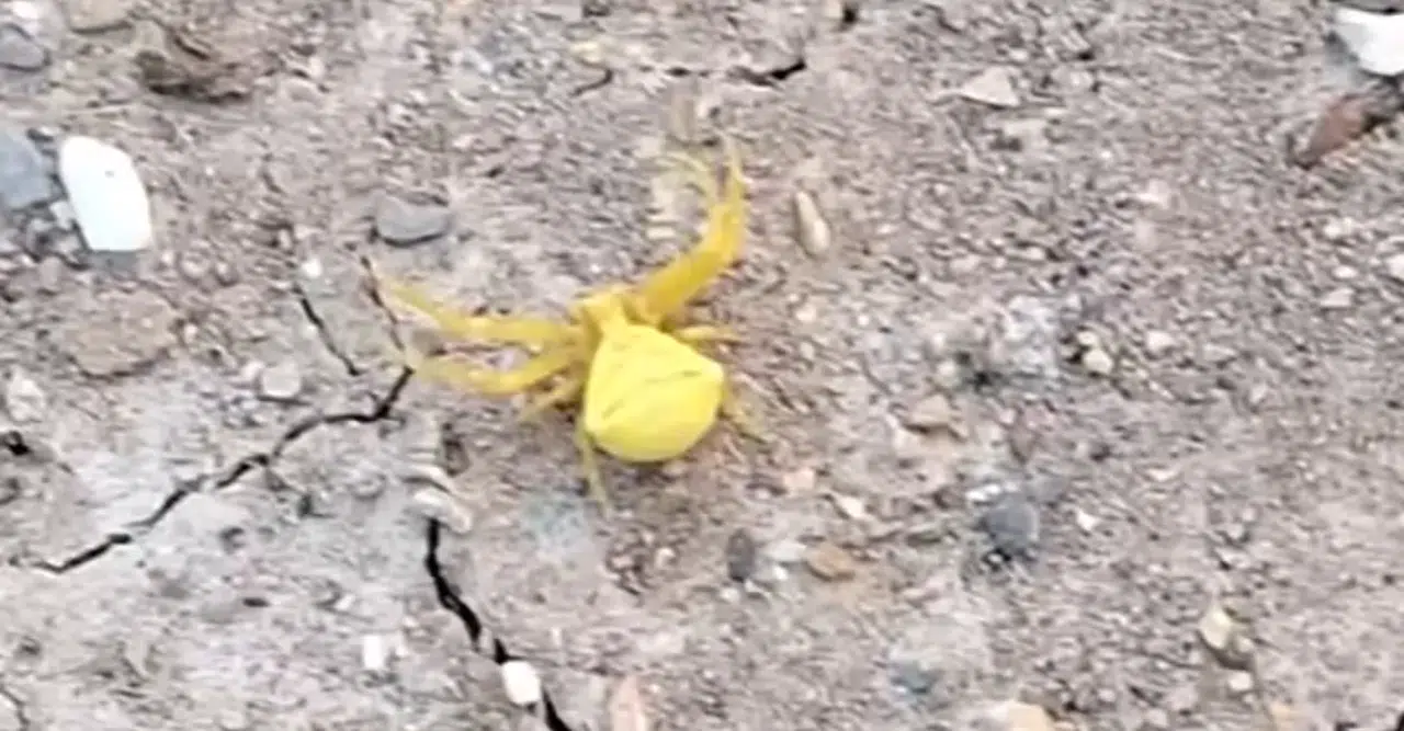 Sarı yengeç örümceği Konya'da paniğe neden oldu