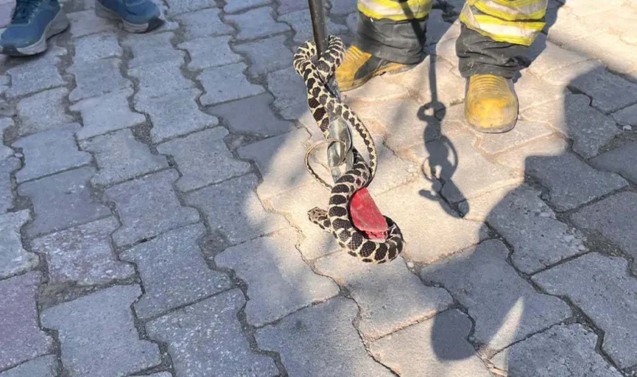 Kimse böyle bir şey beklemiyordu! Bodrumdan yılan çıktı