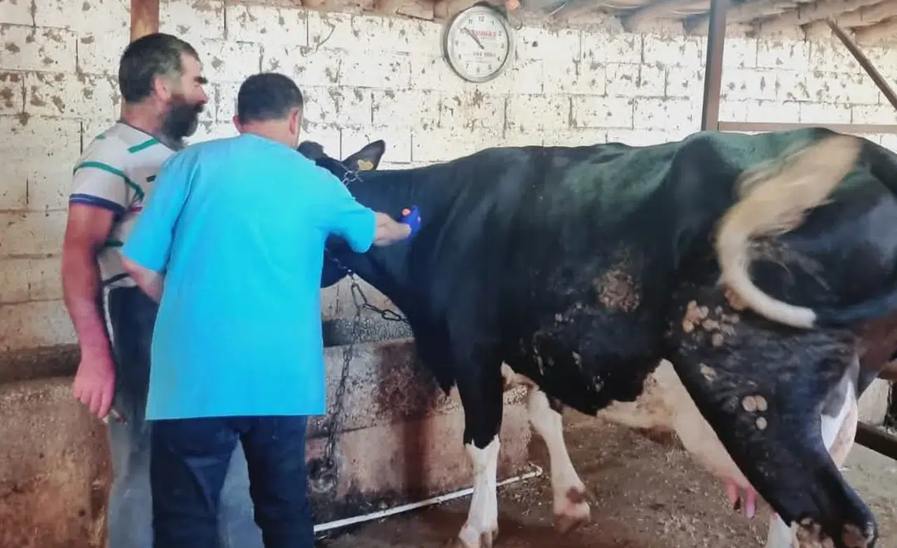 Konya'da şap hastalığı mücadelesi sürüyor!