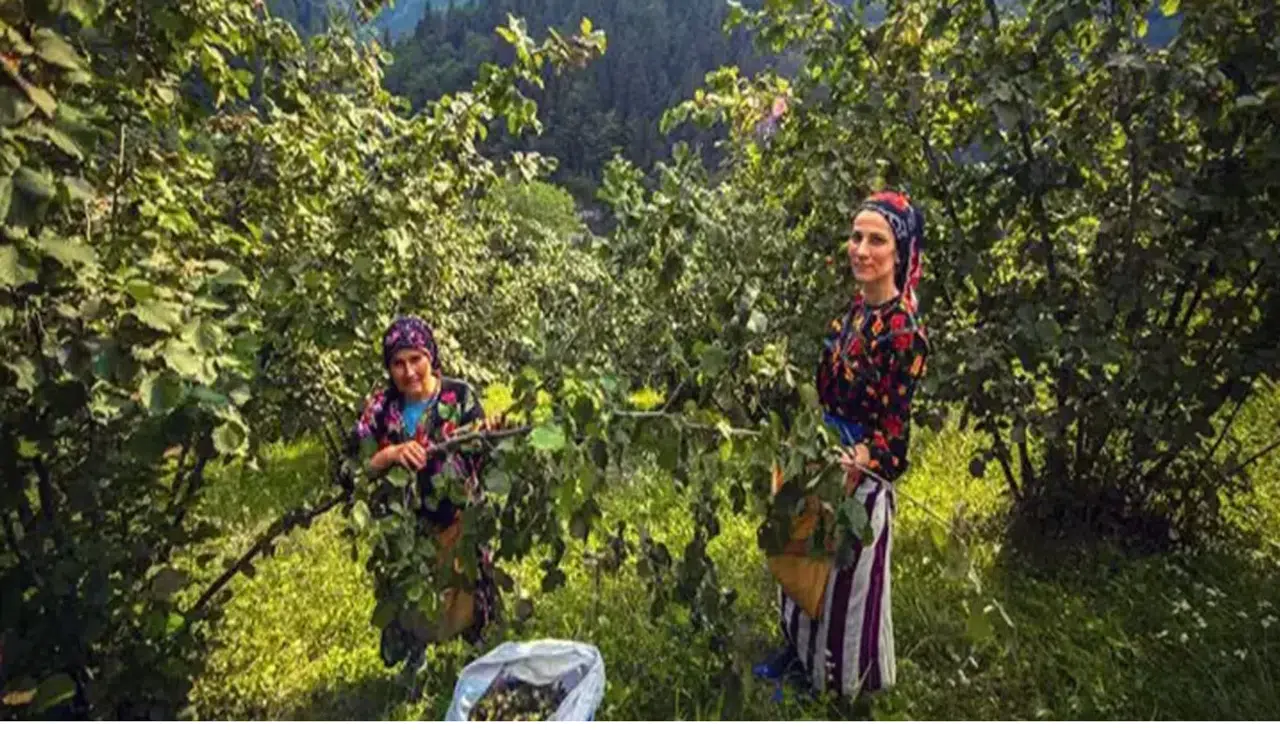 Fındık hasadında gizli tehlike