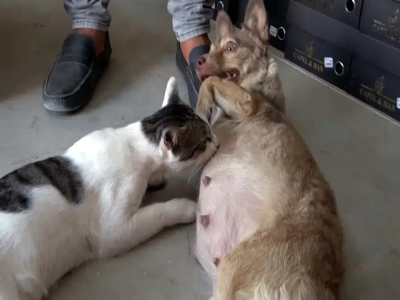 Depremzede köpek, Çöpte bulunan kediye anne oldu