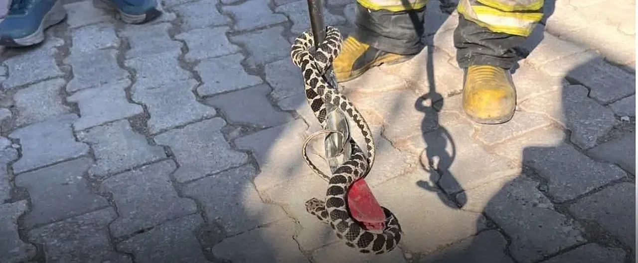 Konya'da bir eve giren yılan korku dolu anlar yaşattı!
