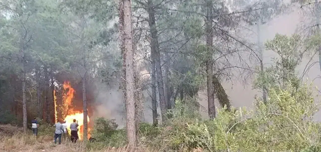 Osmaniye'de orman yangını