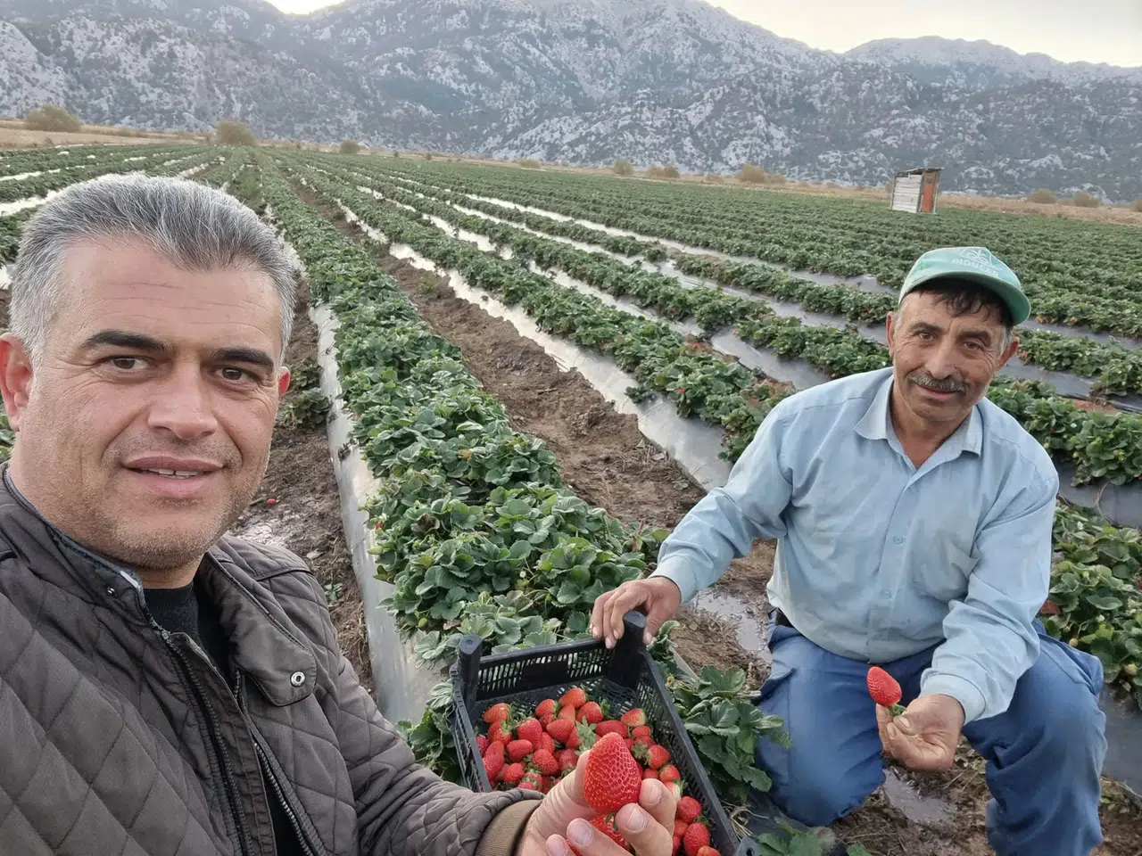 48 milyon çilek fidesiyle Konya şaha kalktı: Çiftçi gelirini artırdı!