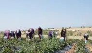 Konya o üründe üretimde Türkiye'de 3. sırada!