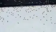 Sinekler Konya'yı istila etti! Belediye acil durum düğmesine bastı!