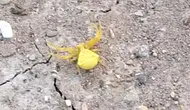 Sarı yengeç örümceği Konya'da paniğe neden oldu