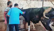 Konya'da şap hastalığı mücadelesi sürüyor!