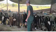 Aydın'da 'şap' karantinası