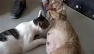 Depremzede köpek, Çöpte bulunan kediye anne oldu