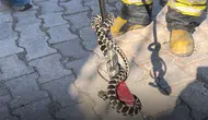 Konya'da bir eve giren yılan korku dolu anlar yaşattı!