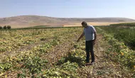 Kuru fasulyede altın çağ başlıyor: Konya'da hasat başladı!