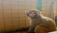 Şiddet uygulanan maymun, kurtarılıp korumaya alındı