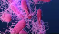 ABD’de salmonella alarmı