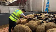 Kurban bağışları yerine ulaştı! Ülkü Ocakları bayramda yüzleri güldürdü