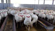 Konya Büyükşehir Kurban Bayramı'na hazır