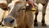 Sığır küpelerinde karekod dönemi başladı