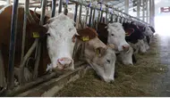 "Gelir Garantili Besicilik Projesi" devreye alındı