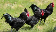 Gerze horozunun genetik mirası Konya'da korunuyor