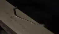 Konya'nın o bölgesini yılanlar bastı!