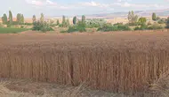 Bahri Dağdaş Enstitüsü’nün buğday çeşitleri çiftçinin yüzünü güldürdü!