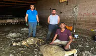 Büyükşehir'den üreticiye ücretsiz veteriner desteği