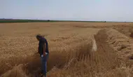 Cihanbeyli'nde hasat alarmı! Biçerdöverler sıkı denetimde
