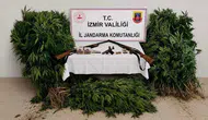 İzmir'de ormanda kenevir yetiştiren şüpheli tutuklandı