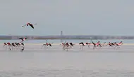 Tuz Gölü'nde dikkat çeken görüntü: Flamingo yavruları için kreş kuruldu