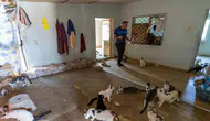 ‘Çöp ev’ ihbarın giden ekipler adreste 100 kedi buldu