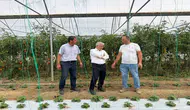 Alternatif tarıma destek: Seralar ve böğürtlen tesisi incelendi