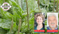 SİĞİLOTU (PLANTAGO SP), TIBBİ VE FARKOLOJİK ÖZELLİKLERİ