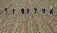 Çiftçiye destek müjdesi! Dekar başına ödeme 367 TL’ye yükseltildi!